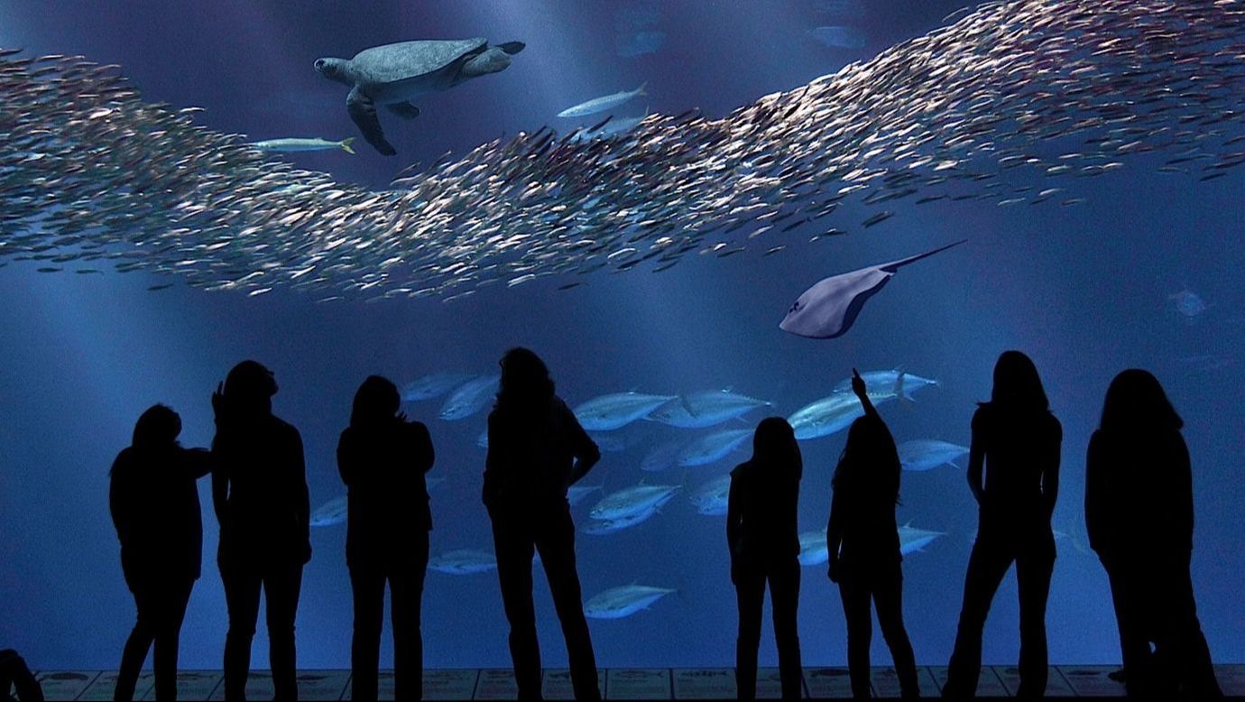 Monterey Bay Aquarium Habitat